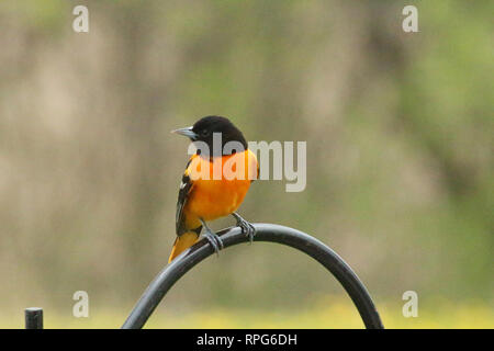 Nahaufnahme von einem einzigen männlichen Baltimore Oriole sitzen auf der Hook eines schwarzen Schäferhund in einem Hinterhof in Wisconsin mit einem unscharfen Hintergrund Stockfoto