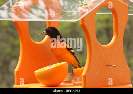 Nahaufnahme von einem einzigen männlichen Baltimore Oriole auf einem Bird Feeder in Wisconsin, USA Stockfoto