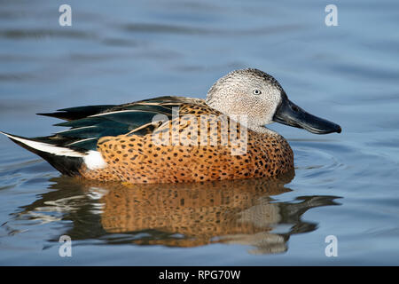 Red Shoveler Ente - Anas platalea Männchen auf dem Wasser mit Reflektion Stockfoto