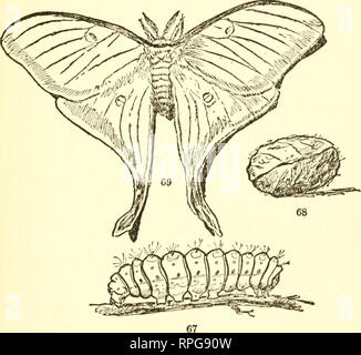 . Buchen Sie die American Boys' von Käfern, Schmetterlingen und Käfern. Insekten. LUNA MOTH, CATERPILLAR UND KOKON.. Bitte beachten Sie, dass diese Bilder sind von der gescannten Seite Bilder, die digital für die Lesbarkeit verbessert haben mögen - Färbung und Aussehen dieser Abbildungen können nicht perfekt dem Original ähneln. extrahiert. Bart, Daniel Carter, 1850-1941. Philadelphia, Lippincott Stockfoto