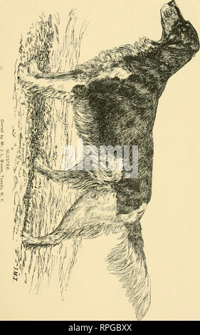 . Die amerikanische Buch Der Hund. Der Ursprung, Entwicklung, besondere Merkmale, Utility, Zucht, Ausbildung, Punkte zu beurteilen, Krankheiten, und Kennel Management aller Rassen von Hunden. Hunde. . Bitte beachten Sie, dass diese Bilder sind von der gescannten Seite Bilder, die digital für die Lesbarkeit verbessert haben mögen - Färbung und Aussehen dieser Abbildungen können nicht perfekt dem Original ähneln. extrahiert. Schilde, G.O. (George O.), 1846-1925, hrsg. Chicago, Rand McNally Stockfoto