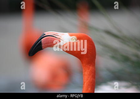 Amerikanische Flamingo, hell rosa Vogel, San Diego Zoo, San Diego, Kalifornien, gelbe Augen, Coral Pink Gefieder, lebendige und wunderschöne, tropische Arten Stockfoto
