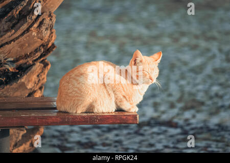 Eine süße Katze auf einer Bank sitzen Stockfoto