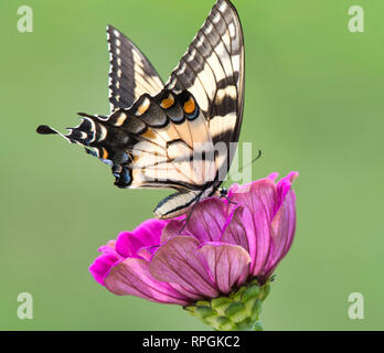 Tiger Swallowtail Butterfly, Zinnia Blume Stockfoto