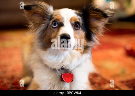 Toy Australian Shepherd mit verschiedenfarbigen Augen Stockfoto