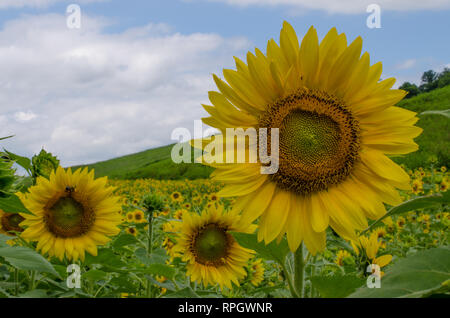 Blumen und Schmetterlinge Stockfoto