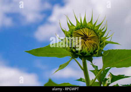 Blumen und Schmetterlinge Stockfoto