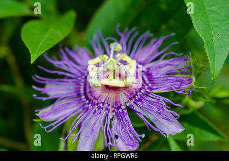 Blumen und Schmetterlinge Stockfoto