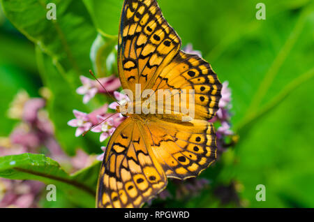 Blumen und Schmetterlinge Stockfoto