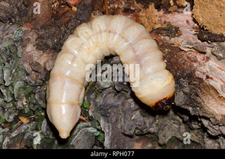 Käfer, Coleoptera, Larve unter Pinien Rinde Stockfoto