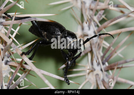 Cactus Longhorned Beetle, Moneilema gigas, Saguaro, Carnegiea gigantea Stockfoto