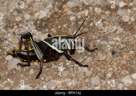 Pferd Taeniopoda Lubber, EE, Nymphe Stockfoto