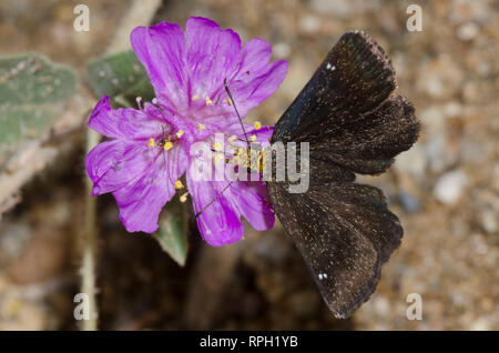 Golden-headed Staphylus Scallopwing, ceos, weibliche nectaring von der Hinterkante Windmühlen, Allionia incarnata Stockfoto