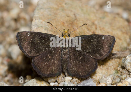 Golden-headed Staphylus Scallopwing, ceos, Weiblich Stockfoto