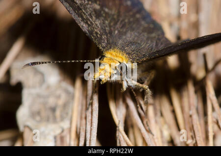 Golden-headed Staphylus Scallopwing, ceos, männlich Stockfoto