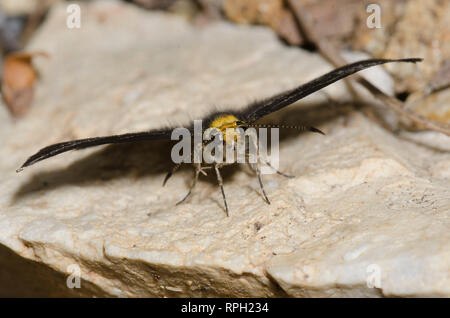 Golden-headed Staphylus Scallopwing, ceos, männlich Stockfoto