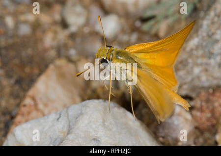 Orange Skipperling, Oarisma aurantiaca, Flug Stockfoto