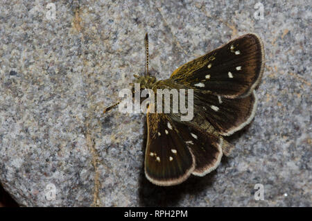 Viele entdeckten Piruna Skipperling, Aea, Schlamm - puddling Stockfoto