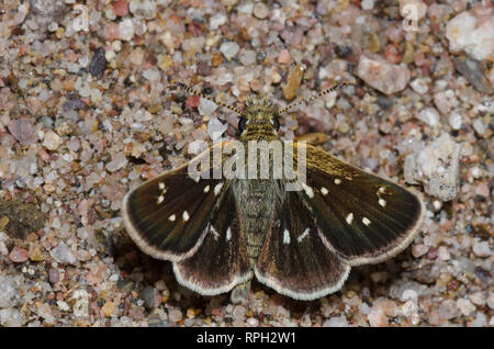 Viele entdeckten Piruna Skipperling, Aea, Schlamm - puddling Stockfoto