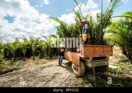 Die Aufhebung der palm Sämlinge von der Baumschulen zu-Feld verwendet, auf Traktoren Stockfoto