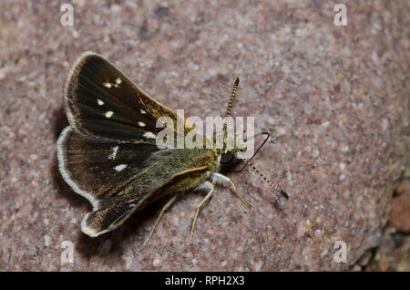 Viele entdeckten Piruna Skipperling, Aea, Schlamm - puddling Stockfoto