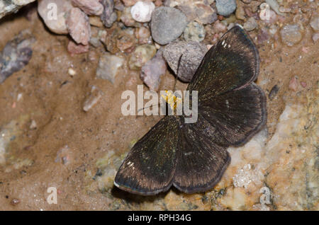 Golden-headed Staphylus Scallopwing, ceos, männliche Schlamm - puddling Stockfoto