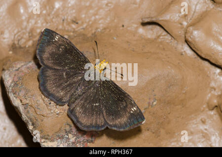 Golden-headed Staphylus Scallopwing, ceos, männliche Schlamm - puddling Stockfoto