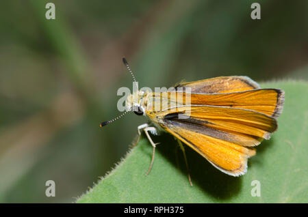 Orange Skipperling, Oarisma aurantiaca Stockfoto