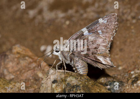 Arizona Skipper, Codatractus arizonensis, abgenutzt und zerschlissen, Schlamm - puddling Stockfoto