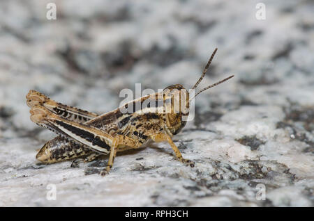 Sporn - throated Heuschrecke, Unterfamilie Melanoplinae, Nymphe Stockfoto