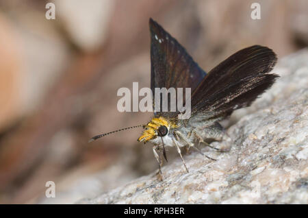 Golden-headed Staphylus Scallopwing, ceos, männlich Stockfoto