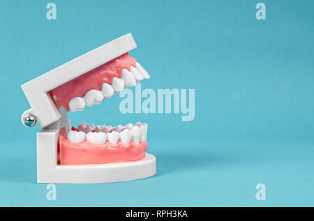Zahn Modell auf blauem Hintergrund mit leeren Platz für Ihren Text oder eine Nachricht. Stockfoto