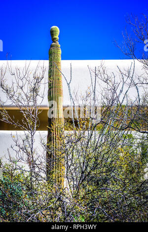 Eine einzigartige sagaurao Kaktus groß vor dem modernen Gebäude des Arizona-Sonora Desert Museum in Tucson, AZ, USA steht Stockfoto