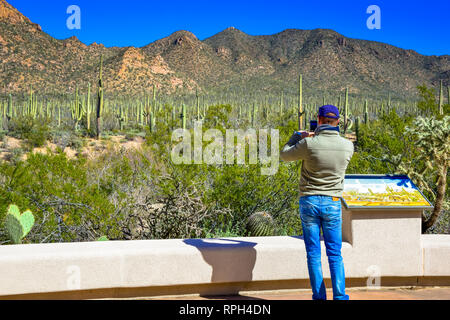 Ansicht von hinten von einem Mann in Levis Handy Bilder schießen, während mit Blick auf die riesigen Kakteen Wachstum am Arizona-Sonora Desert Museum in Tucson, AZ, USA Stockfoto