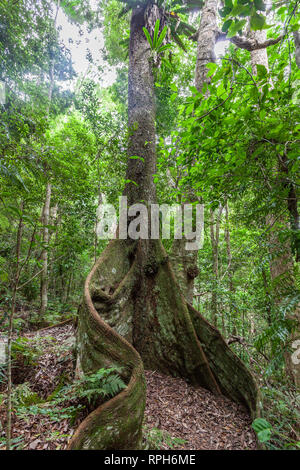 Hohen Feigenbaum mit großen Wurzeln inmitten üppiger Vegetation der Einheimischen wilden Regenwald in Queensland, Australien Stockfoto