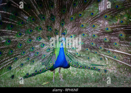 Peacock fans seinen Zug Stockfoto