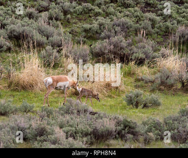 Pronghorn Antilope mit Baby Stockfoto