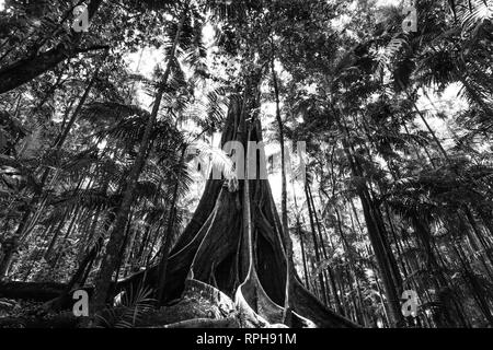 Riesigen Feigenbaum Wurzeln in einem Regenwald - Schwarz/Weiß-Bild Stockfoto