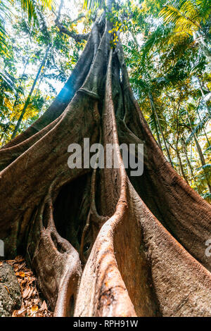 Enorme Feigenbaum mit großen Wurzeln in einem Dschungel Stockfoto