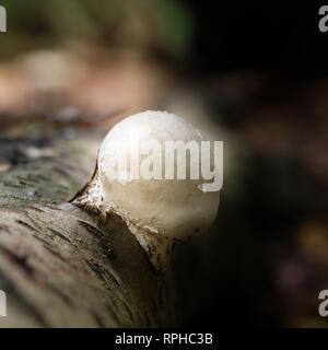 Allgemein als das Birch polypore, birke Halter oder Rasiermesser Strop bekannt, ist eine gemeinsame Klammer Pilz und, wie der Name vermuten lässt, wächst fast ausschließlich auf Stockfoto