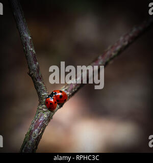 Coccinellidae ist eine weit verbreitete Familie der kleine Käfer, die in der Größe von 0,8 bis 18 mm. Die Familie wird gemeinhin als Marienkäfer in Nordamerika bekannt, ein Stockfoto