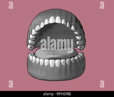 Zähne, Zahnfleisch Gravur mit monochromen Abbildung auf rosa Hintergrund isoliert Stockfoto