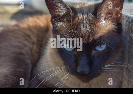 Nahaufnahme der Siamesische Katze Festlegung auf trockenem Schmutz Stockfoto