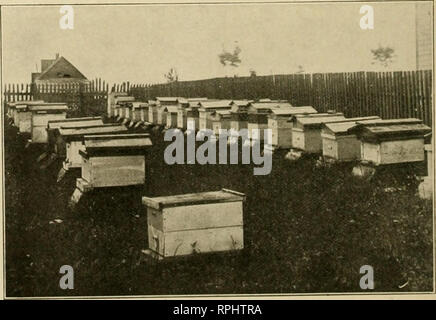 . American bee Journal. Biene Kultur; Bienen. Guter Bericht aus Michigan V'ith eitVL-n culoiiiess 9 Gute und 2 sehr schwachen 1 hergestellt; i, l) 00 ein Pfund Abschnitte der verkaufsfähige Wabenhonig und erhöhte • um 38 Kolonien, die alle stark und in einem guten Zustand für Winter- und hatten nur zwei zu füttern. Die meisten meiner Honig wurde Klee und war zu Hause bei durchschnittlich ISJac pro Pfund verkauft. Ich mit acht oder neun rahmen nesselsucht und auf der Double Deck Plan ausführen, obere Decks für die Steigerung so schnell wie ich sechs Kämme (vier von Brut und zwei leeren Kämme und zwei vollständige Etikettenbögen Foundation). Ich gebe Ihnen ein oder t Stockfoto