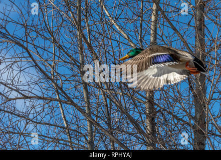 Männliche Stockente Fliegen in einem Woody Winter sky Stockfoto