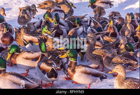 Herde Stockenten Enten unter dem goldenen Sonnenlicht Stockfoto