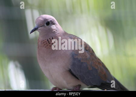 Lachende Taube San Diego Zoo, San Diego, Kalifornien, Mauve und Graue Taube, Vogel, Taube, Horizontale, Landschaft, grüner Hintergrund Stockfoto