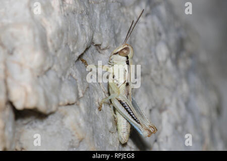 Großkopfgrasshopper, Phoetaliotes nebrascensis, Nymphe Stockfoto