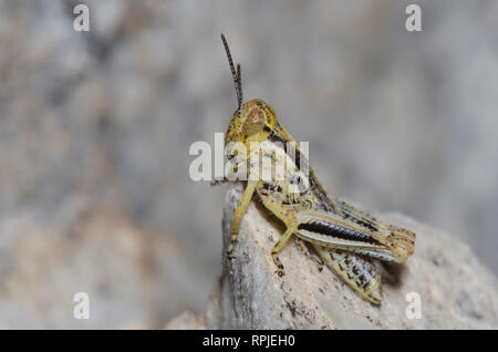 Sporn - throated Heuschrecke, Unterfamilie Melanoplinae, Nymphe Stockfoto