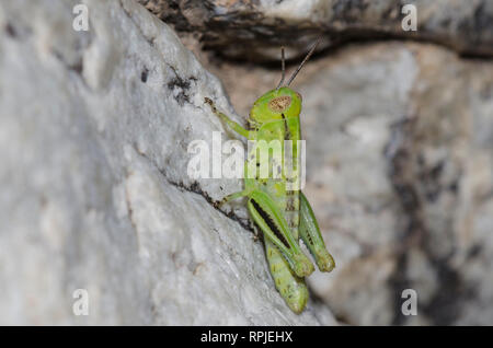 Sporn - throated Heuschrecke, Unterfamilie Melanoplinae, Nymphe Stockfoto